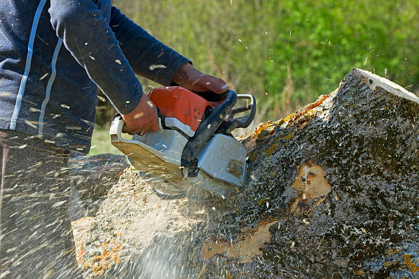 Best Commercial Tree Services  in Spring Valley Lake, CA