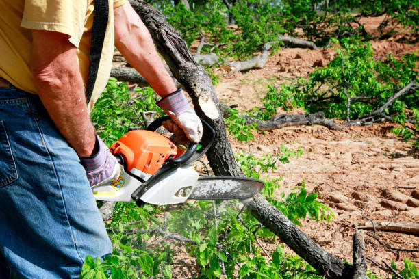 Best Tree Removal  in Spring Valley Lake, CA